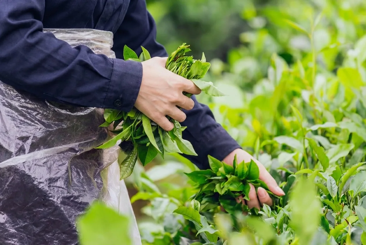 recolectando hojas de té matcha japonés importado de kioto a chile
